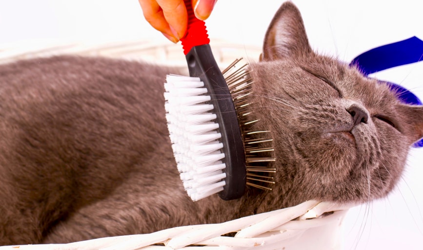 Pet Grooming